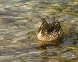 Mallards 09987 copy.jpg