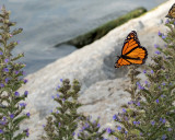Monarch Butterfly 8127 copy.jpg