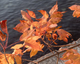 Leaf Peeping 2017