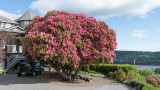 The Ladysmith Rhododendron