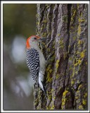 PIC  VENTRE ROUX  / RED-BELLIED WOODPEDCKER   _MG_9313 c 