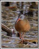 RLE DE VIRGINIE  /  VIRGINIA RAIL    _MG_1779 a