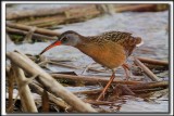RLE DE VIRGINIE  /  VIRGINIA RAIL    _MG_1794 a