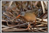RLE DE VIRGINIE  /  VIRGINIA RAIL    _MG_1818 a