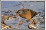 RLE DE VIRGINIE  /  VIRGINIA RAIL    _MG_1821 a