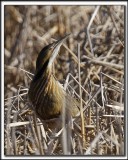 BUTOR DAMRIQUE /  AMERICAN BITTERN    _MG_0639 aaq