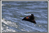 MACREUSE  FRONT BLANC  /  SURF SCOTER    _MG_0238 aa