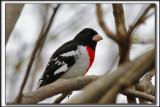 CARDINAL  POITRINE ROSE, mle   /   ROSE-BREASTED GROSBEAK, male    _MG_8817 a a