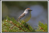 BRUANT FAMILIER  /  CHIPPING SPARROW   _MG_9714 aa