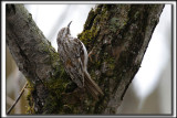 GRIMPEREAU BRUN  /  BROWN CREEPER     _MG_8096 a a