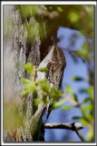 GRIMPEREAU BRUN  /  BROWN CREEPER     _MG_9365 a a