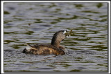 GRBE  BEC BIGARR  /   PIED-BILLED GREBE    _MG_1802 a a