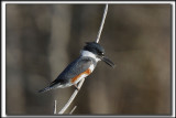 MARTIN PCHEUR  /  BELTED KINGFISHER    _MG_9816 a