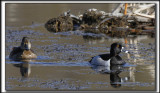 FULIGULE  COLLIER  /  RING-NECKED DUCK    _MG_9590 a