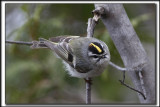OITELET  COURONNE DORE, male   /  GOLDEN-CROWNED KINGLET, male     _HP_8645 a a