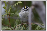 ROITELET  COURONNE DORE, male   /  GOLDEN-CROWNED KINGLET, male     _HP_8631 a a