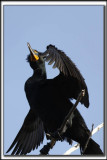 CORMORAN  AIGRETTES   /   DOUBLE-CRESTED CORMORANT    _HP_8912 a a