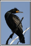 CORMORAN  AIGRETTES   /   DOUBLE-CRESTED CORMORANT    _HP_8893 a a