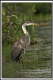 GRAND HRON BLEU  -   GREAT BLUE HERON    _P0A1388 bb