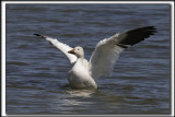 OIE DES NEIGES  /   SNOW GOOSE    _MG_0785 aa