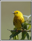PARULINE JAUNE / YELLOW WARBLER    _MG_0515 a b
