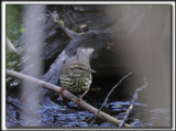PARULINE DES RUISEAUX   /  NORTHERN  WATERTHRUSH     _MG_0713 aa b