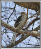 MOQUEUR POLYGLOTTE  /  NORTHERN MOCKINGBIRD      _MG_8794 a