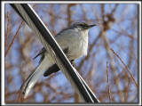 MOQUEUR POLYGLOTTE  /  NORTHERN MOCKINGBIRD      _MG_9066 a a