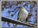 MOQUEUR POLYGLOTTE  /  NORTHERN MOCKINGBIRD      _MG_8945 a a