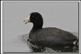 FOULQUE DAMRIQUE   /    AMERICAN COOT   _MG_0418 aa