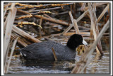 FOULQUE DAMRIQUE   /    AMERICAN COOT   _MG_0468 aa