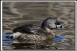 GRBE  BEC BIGARR  /   PIED-BILLED GREBE    _HP_9473 a a