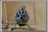 PARULINE NOIR ET BLANC   /    BLACK AND WHITE WARBLER     _HP_9391 a a