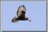 BUSE PATTUE, forme fonce   /   ROUGH-LEGGED HAWK, dark phase    _MG_9791 aa