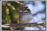 BRUANT  GORGE BLANCHE, mle   /  WHITE-THROATED SPARROW, male      _MG_8815 a a