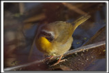 PARULINE MASQUE  mle  /  COMMON YELLOWTHROAT WARBLER, male     _HP_9662_a_a