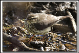 PARULINE DES RUISEAUX   /  NORTHERN  WATERTHRUSH    _HP_0250_a_a