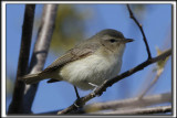 VIRO MLODIEUX    /    WARBLING VIREO    _HP_1263_a_a