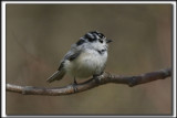 MSANGE  TTE NOIR, leucique  -  BLACK CAPPED CHICKADEE    _HP_0442_a_a