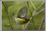 PARULINE  TTE CENDRE / MAGNOLIA WARBLER    _MG_5535_a_a