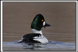 _GARROT  OEIL DOR male  /  COMMON GOLDENEYE male    MG_4072_ss_a