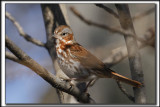 BRUANT FAUVE  /  FOX SPARROW     _MG_3761_a_a