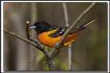 ORIOLE DE BALTIMORE, mle   /    BALTIMORE ORIOLE, male   _HP_1427_a