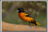 ORIOLE DE BALTIMORE, mle   /    BALTIMORE ORIOLE, male   _HP_1361_a