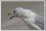 GOLAND  BEC CERCL  /  RING-BILLED GULL    _HP_4060_a