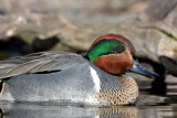 Green Wing Teal