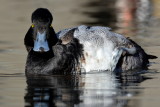 Lesser Scaup