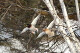 Incoming Mallard Pair