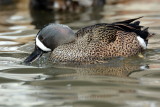 Blue Wing Teal Drinking