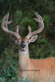 Whitetail Deer